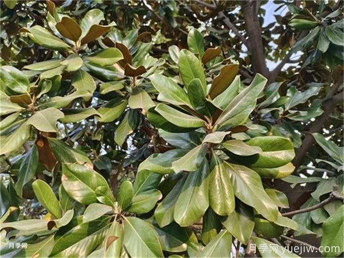 阔叶林的常规分类(图1) 阔叶林的常规分类(图1)