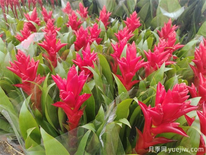 凤梨花(红运当头)怎么养?(图1) 凤梨花(红运当头)怎么养?(图1)