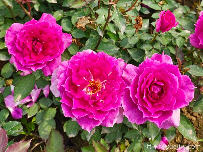 月季花的传说:爱情、财运与好运的交织(图1) 月季花的传说:爱情、财运与好运的交织(图1)