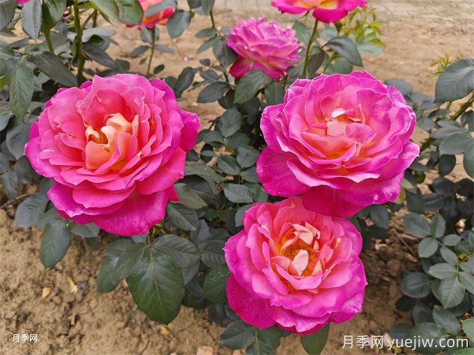 月季花的传说:爱情、财运与好运的交织(图2) 月季花的传说:爱情、财运与好运的交织(图2)