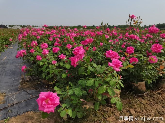 园林中常用的4种节水灌溉技术(图1)