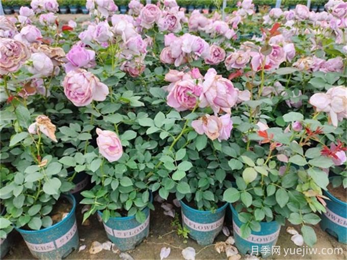 老花农分享,如何挑选健康的月季苗?(图3) 老花友分享,如何挑选健康的月季苗?(图3)