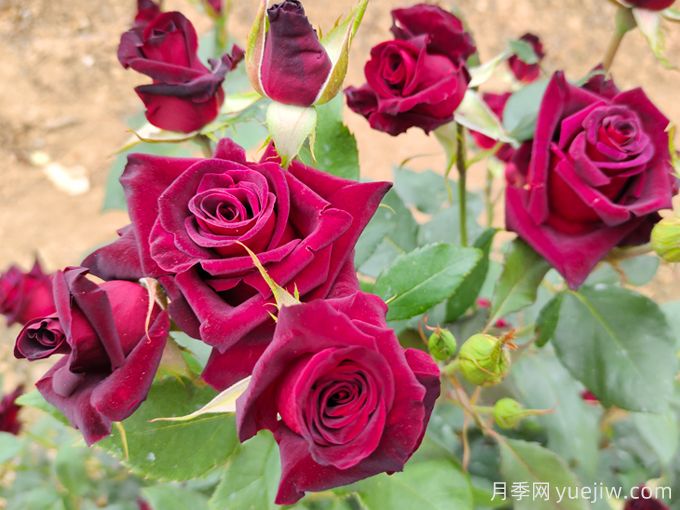 自己做浇花营养水,月季蹭蹭冒花苞(图1) 自己做浇花营养水,月季蹭蹭冒花苞(图1)