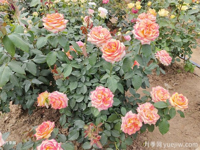 园林苗木行业相关概念、术语分享(图1) 园林苗木行业相关概念、术语分享(图1)