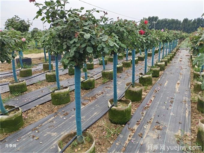 园林苗木行业相关概念、术语分享(图3) 园林苗木行业相关概念、术语分享(图3)