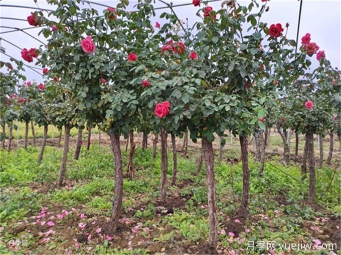 如何挖好一个标准的苗木种植穴?(图1) 如何挖好一个标准的苗木种植穴?(图1)