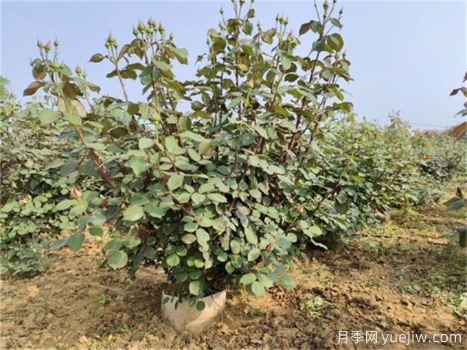 夏季这样起挖运输苗木,才能提高成活率!(图1) 夏季这样起挖运输苗木,才能提高成活率!(图1)