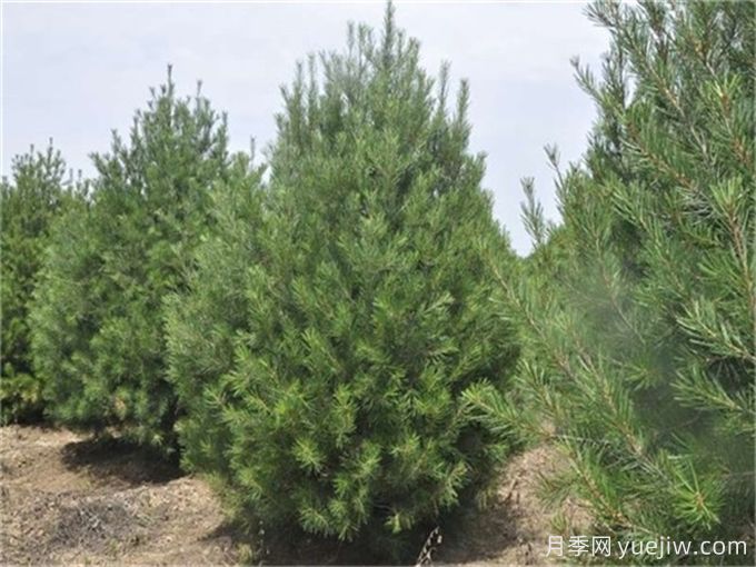 白皮松病虫害有哪些?(图1) 白皮松病虫害有哪些?(图1)