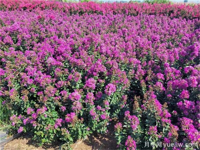 紫薇品种介绍与栽培技术(图1) 紫薇品种介绍与栽培技术(图1)