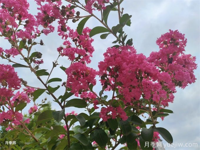 速生玫红紫薇的栽培技术与管理(图1) 速生玫红紫薇的栽培技术与管理(图1)