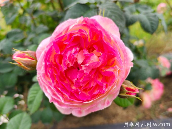 詹森月季是多季花,养护容易吗?(图1) 詹森月季是多季花,养护容易吗?(图1)