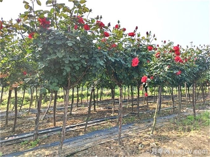 树状月季养护管理的8个重点工作(图2) 树状月季养护管理的8个重点工作(图2)