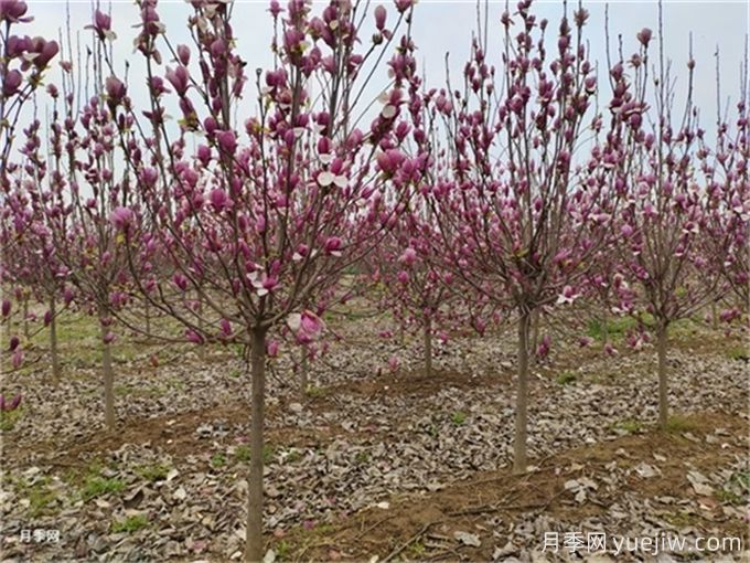 玉兰的历史记录与传说(图1) 玉兰的历史记录与传说(图1)