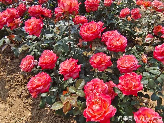 怎样才能使月季花繁叶茂、株形美观?(图1) 怎样才能使月季花繁叶茂、株形美观?(图1)