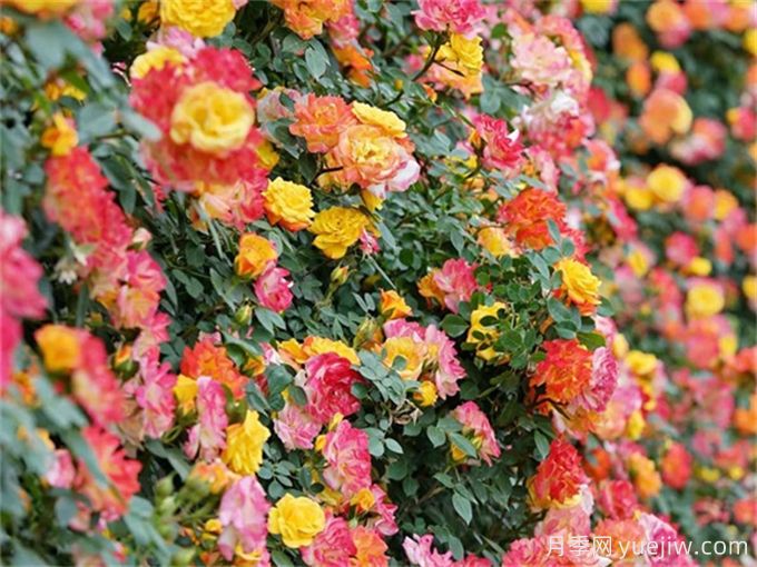 上海月季应用和月季景观(图4)