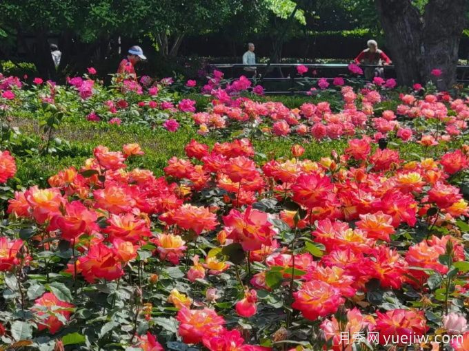 上海月季应用和月季景观(图6)