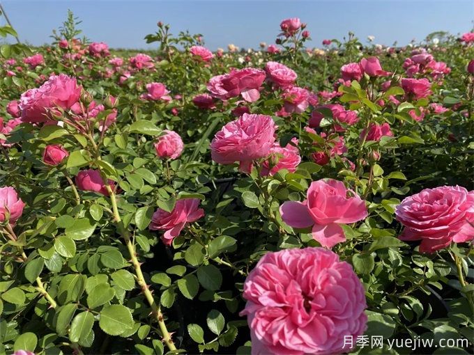 月季园：上海盛佰俪玫瑰园(图1)
