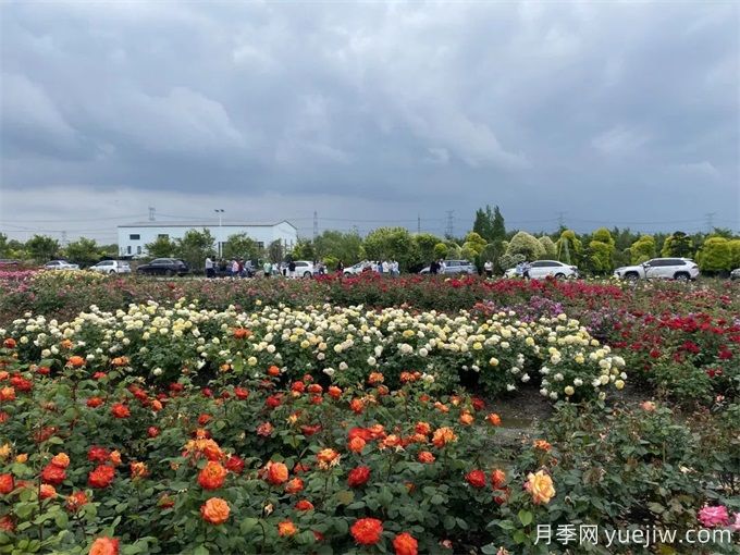 月季园：上海盛佰俪玫瑰园(图2)