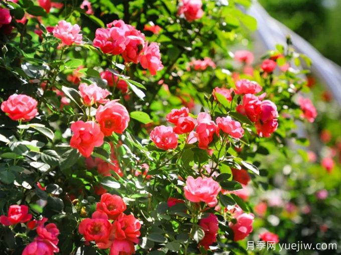 月季园：北京植物园月季园(图1)