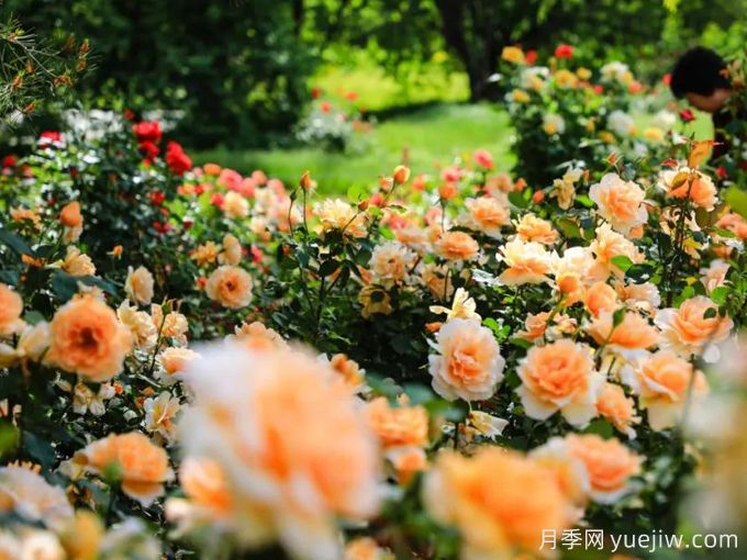 月季园：北京植物园月季园(图2)