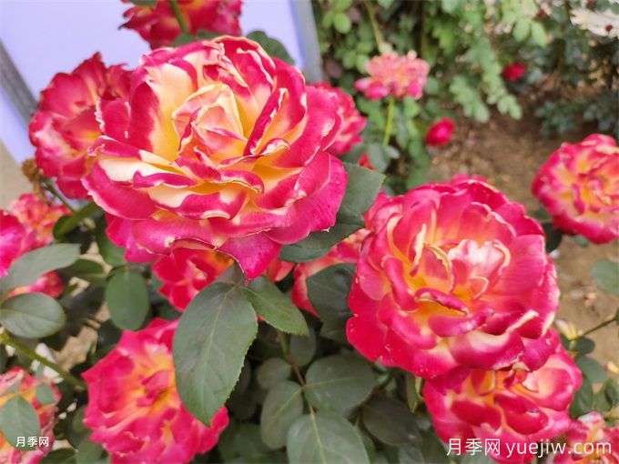 德宏月季应用和月季景观(图1)