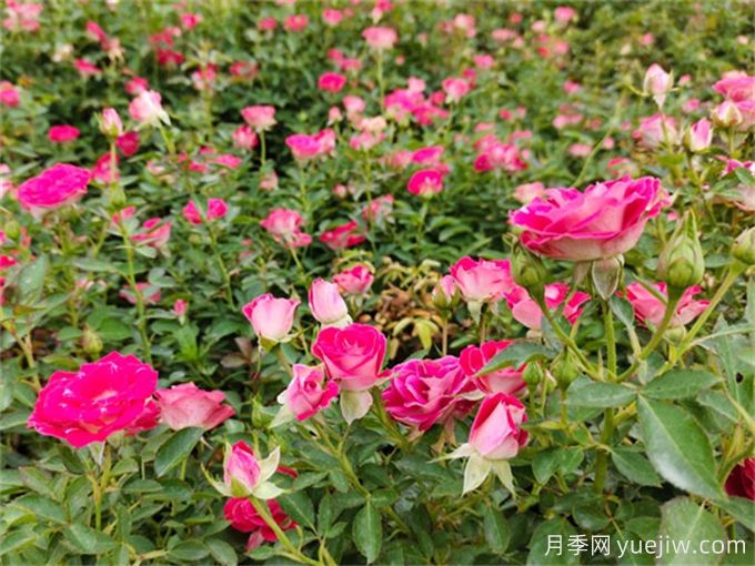 植物的僵苗现象是如何形成的?(图1) 植物的僵苗现象是如何形成的?(图1)