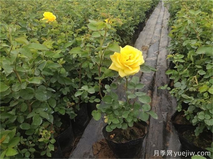 网购月季小苗,需要剪掉花苞吗?(图1) 网购月季小苗,需要剪掉花苞吗?(图1)