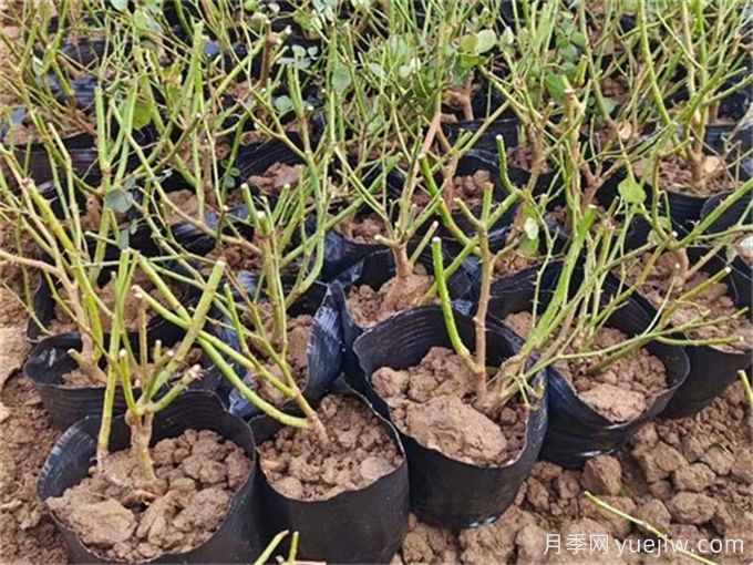 网购裸根月季苗怎么种植?(图2) 网购裸根月季苗怎么种植?(图2)