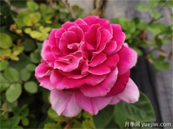 月季史话(图1) 月季史话(图1)