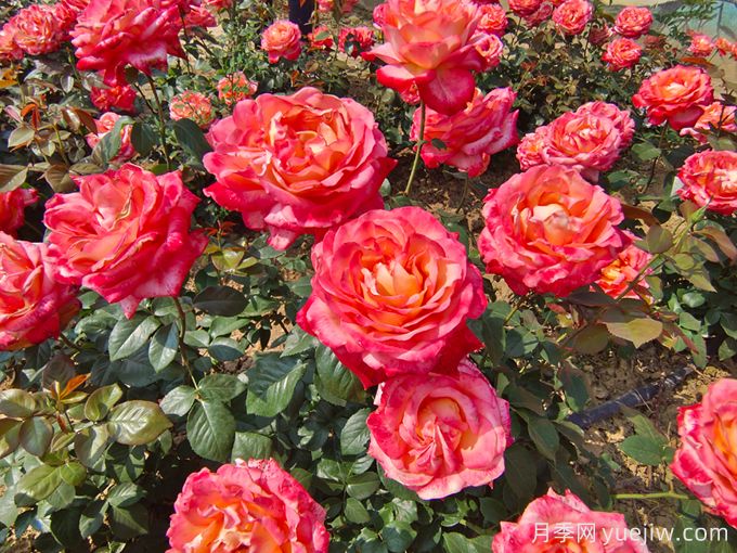 月季史话(图2) 月季史话(图2)