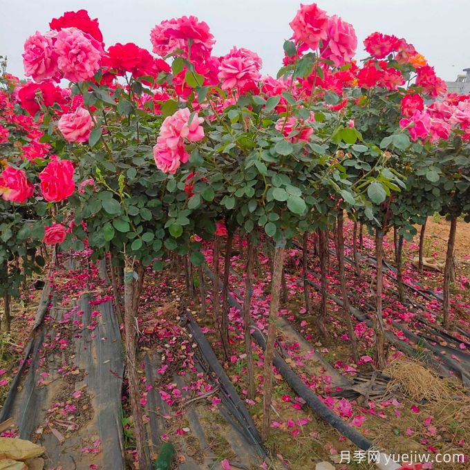 如何选购花卉类苗木?(图2) 如何选购花卉类苗木?(图2)