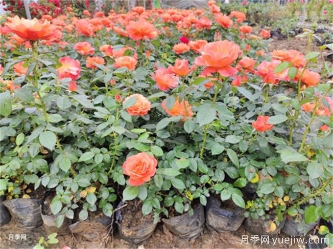 月季花的繁殖方法(图1) 月季花的繁殖方法(图1)