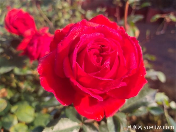 玫瑰哪个品种最香?香味浓郁的玫瑰花品种(图1) 玫瑰哪个品种最香?香味浓郁的玫瑰花品种(图1)