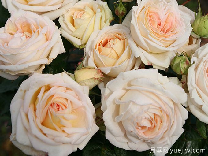 香槟玫瑰花语和寓意(图1) 香槟玫瑰花语和寓意(图1)