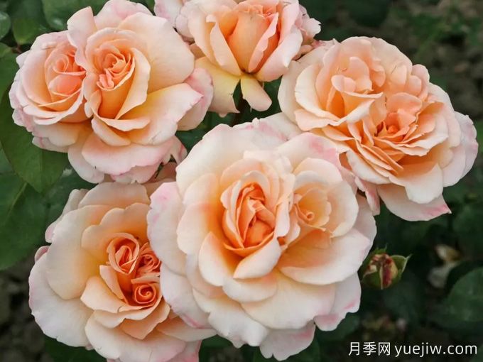 香槟色玫瑰的花语是什么?香槟色玫瑰的寓意和象征(图1) 香槟色玫瑰的花语是什么?香槟色玫瑰的寓意和象征(图1)