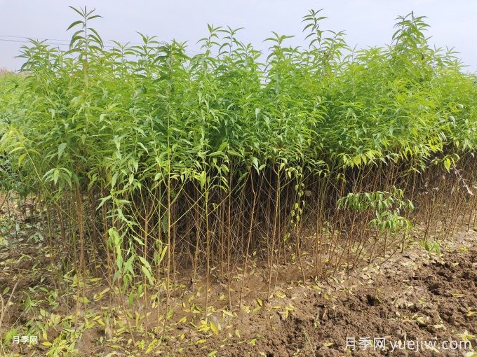 桃树苗的种植简单介绍(图1) 桃树苗的种植简单介绍(图1)