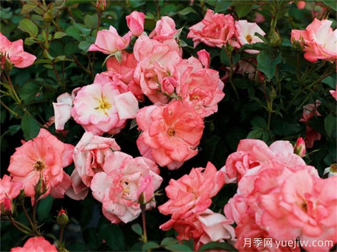 樱霞月季爆花之星,懒人也能养的好(图1) 樱霞月季爆花之星,懒人也能养的好(图1)