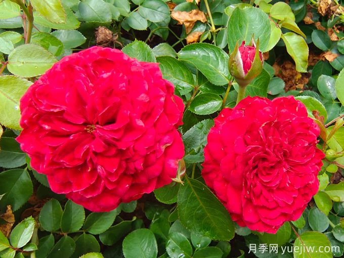 达芬奇月季如何养护？(图1)
