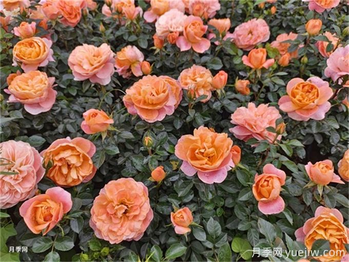 阳台月季系列,丰花勤花又抗病,轻松待机10个月(图4) 阳台月季系列,丰花勤花又抗病,轻松待机10个月(图4)