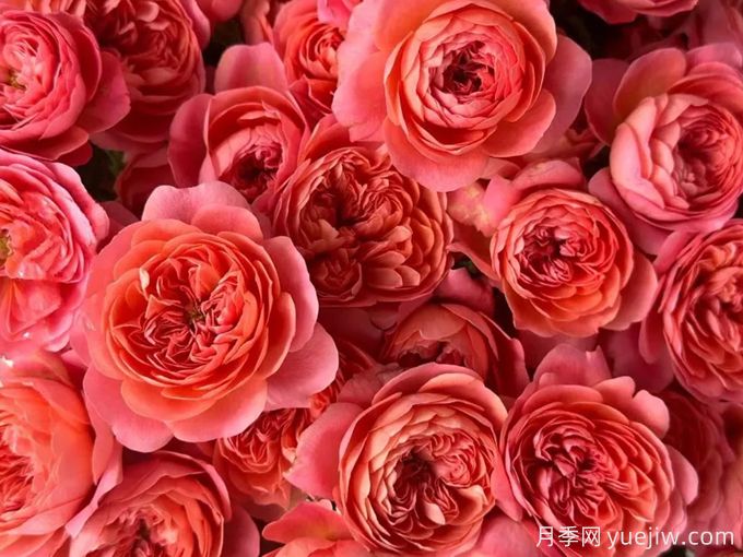 阳台月季系列,丰花勤花又抗病,轻松待机10个月(图2) 阳台月季系列,丰花勤花又抗病,轻松待机10个月(图2)