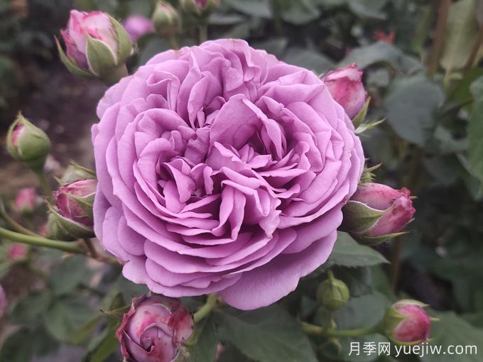 10种常见的紫色花卉植物(图1) 10种常见的紫色花卉植物(图1)