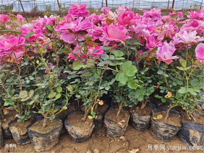 植物花卉的繁殖有几种方式?家庭养花该如何选择?(图1) 植物花卉的繁殖有几种方式?家庭养花该如何选择?(图1)