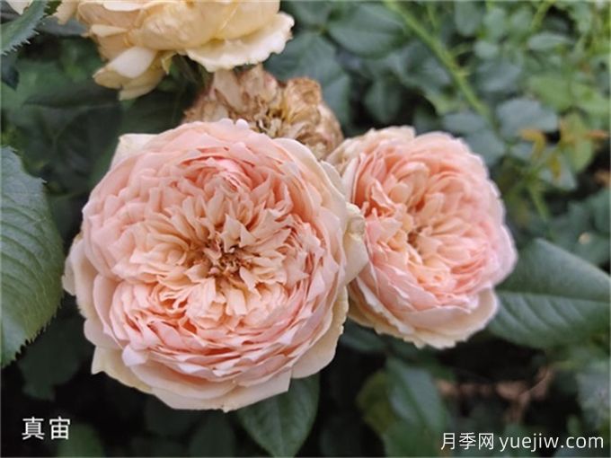 真宙月季,花色迷人,耐热抗病型好(图2) 真宙月季,花色迷人,耐热抗病型好(图2)