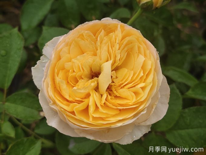 最美花中皇后,10个经典月季品种推荐(图1) 最美花中皇后,10个经典月季品种推荐(图1)