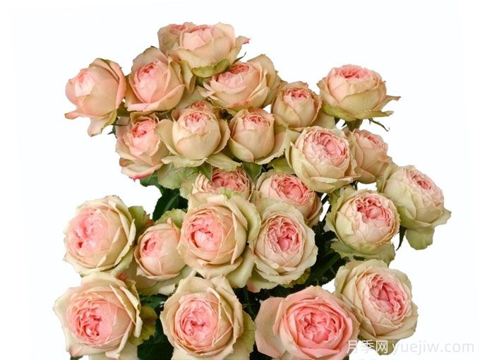 花园爱人月季(图1) 花园爱人月季(图1)