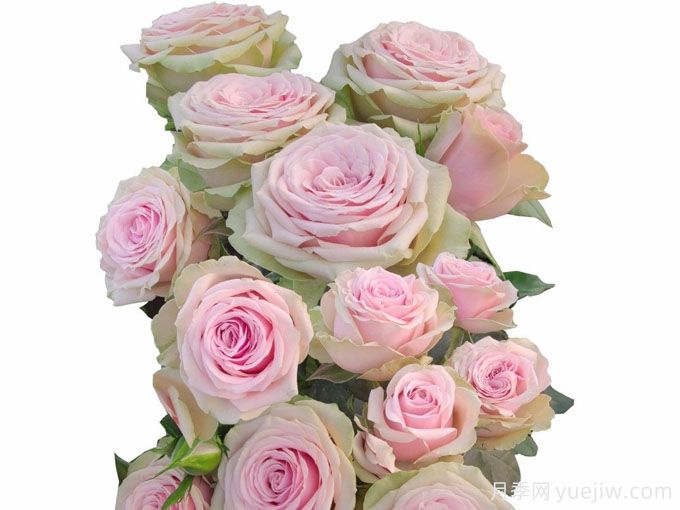 女性历史爱人月季(图1) 女性历史爱人月季(图1)