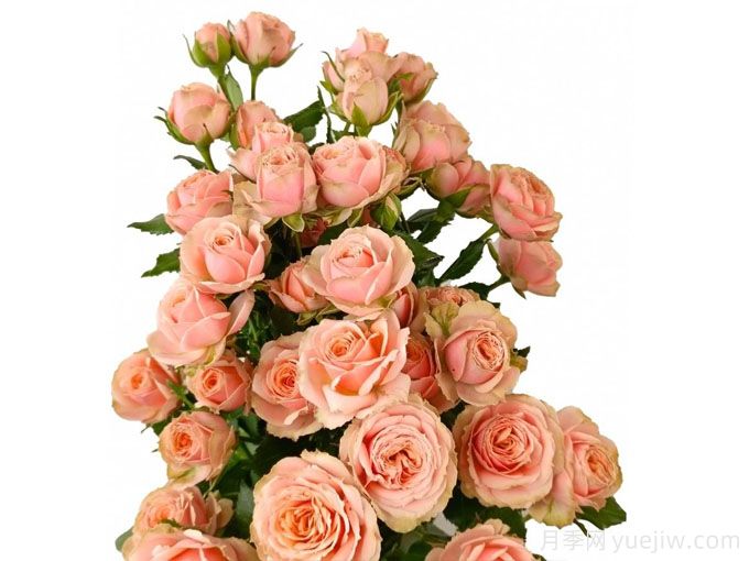 记忆爱人月季(图1) 记忆爱人月季(图1)