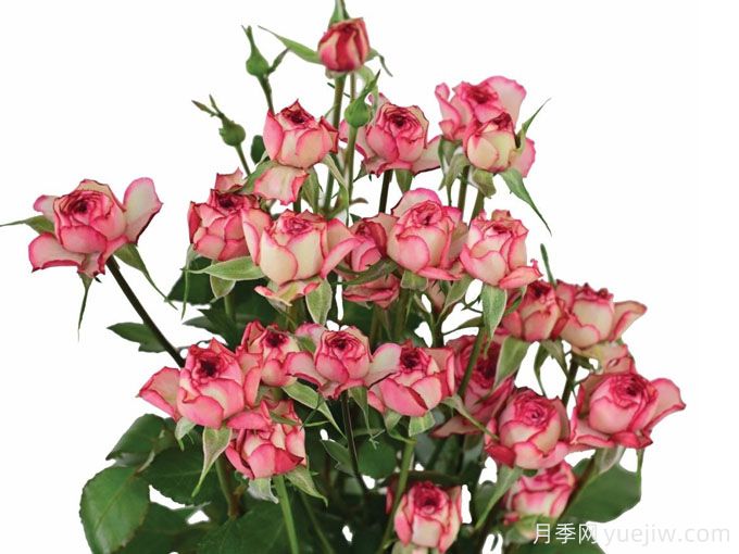 多花爱人月季(图1) 多花爱人月季(图1)