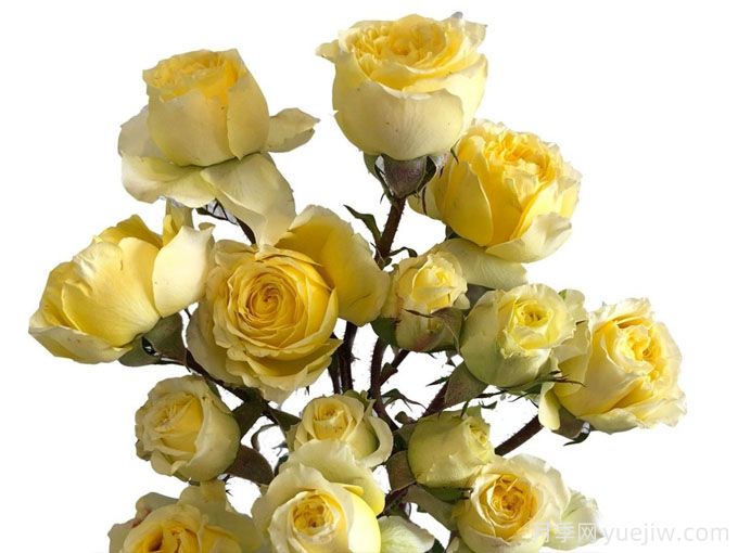 柠檬爱人月季(图1) 柠檬爱人月季(图1)