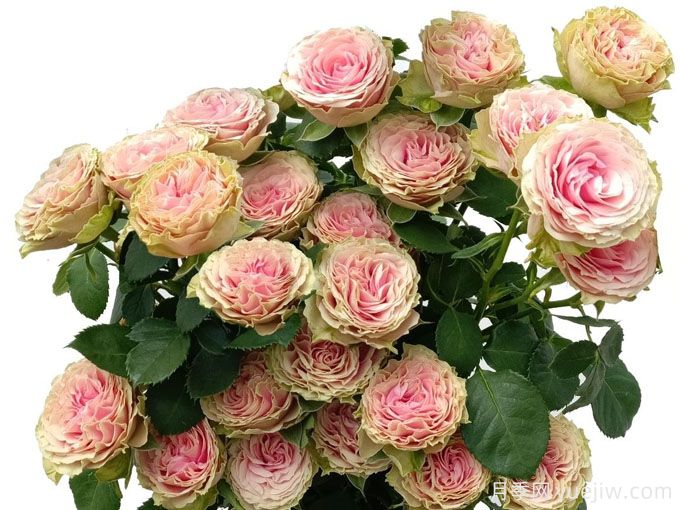 优美爱人月季(图1) 优美爱人月季(图1)